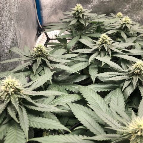 Badazz og and Girl Scout Crack  growlog timeline photo