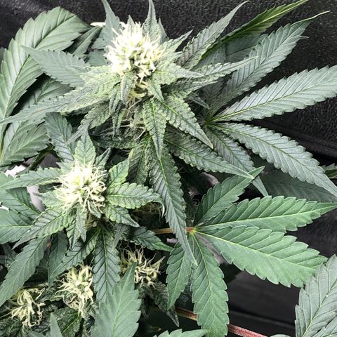 Badazz og and Girl Scout Crack  growlog timeline photo
