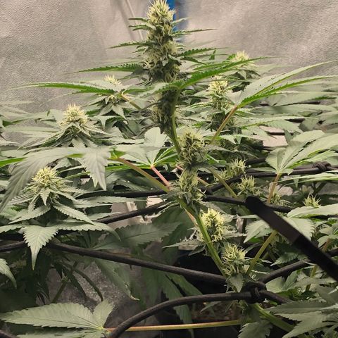 Badazz og and Girl Scout Crack  growlog timeline photo