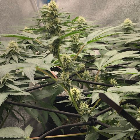 Badazz og and Girl Scout Crack  growlog timeline photo