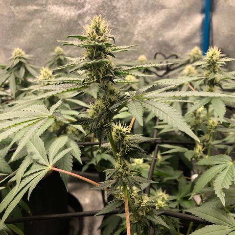 Badazz og and Girl Scout Crack  growlog timeline photo