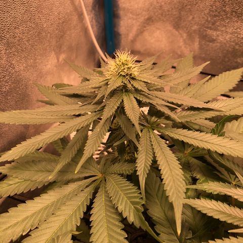 Badazz og and Girl Scout Crack  growlog timeline photo