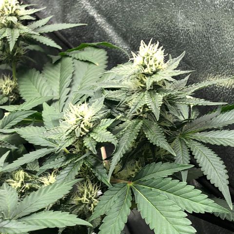 Badazz og and Girl Scout Crack  growlog timeline photo