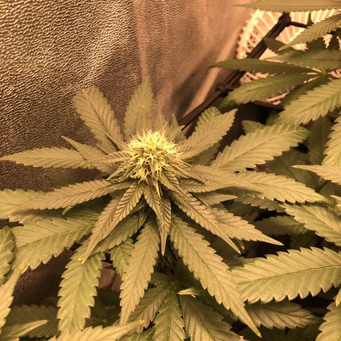 Badazz og and Girl Scout Crack  growlog timeline photo