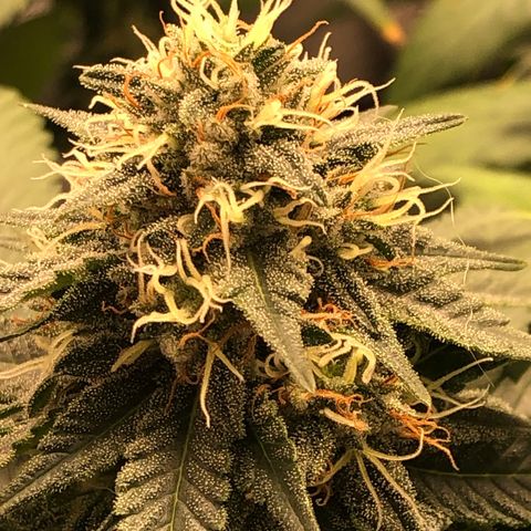 Badazz og and Girl Scout Crack  growlog timeline photo