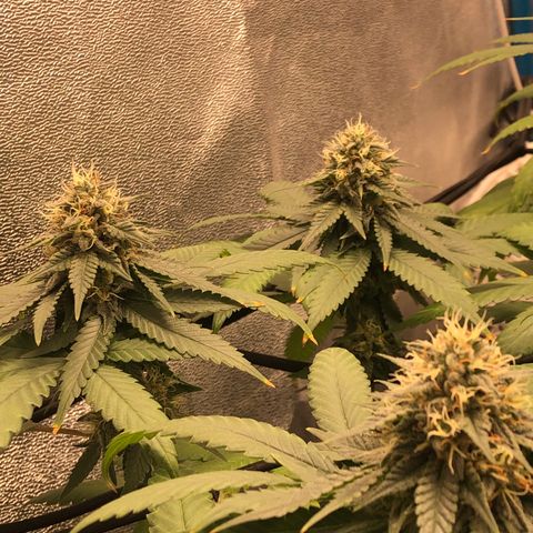 Badazz og and Girl Scout Crack  growlog timeline photo