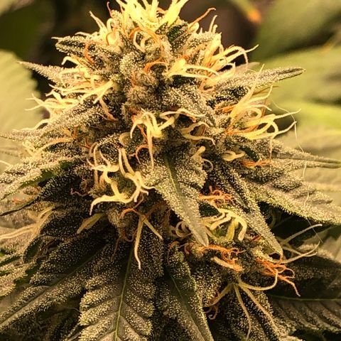 Badazz og and Girl Scout Crack  growlog timeline photo