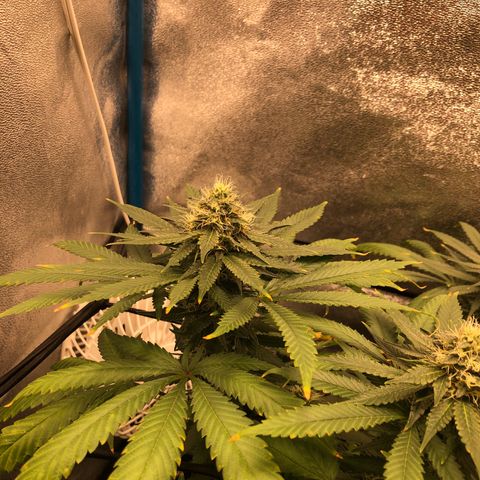 Badazz og and Girl Scout Crack  growlog timeline photo