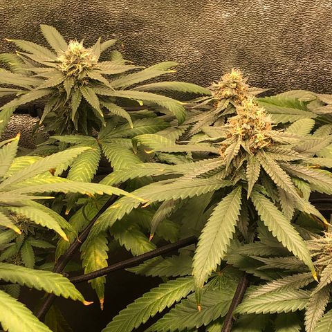 Badazz og and Girl Scout Crack  growlog timeline photo