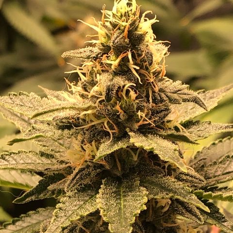 Badazz og and Girl Scout Crack  growlog timeline photo