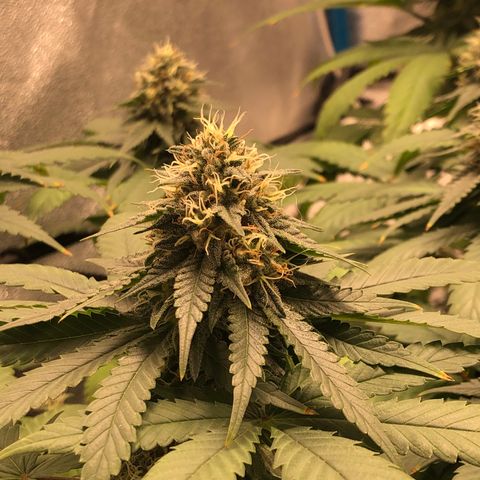 Badazz og and Girl Scout Crack  growlog timeline photo