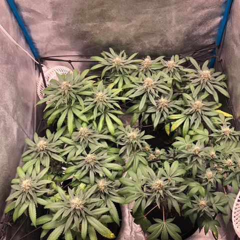 Badazz og and Girl Scout Crack  growlog timeline photo