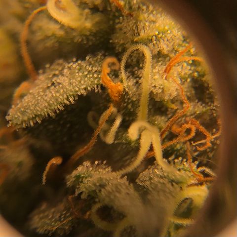 Badazz og and Girl Scout Crack  growlog photo: It looks like my lock has seem to stop and I don’t see any new yellowing and the tops are only showing some small tip burn. I tired taking some pic through my loupe a couple turned out ok trichomes are still clear no amber in site some I’m thinking at least another two week before I get to chop. I’m already excited for my next to runs wish these would finish up in a hurry lol