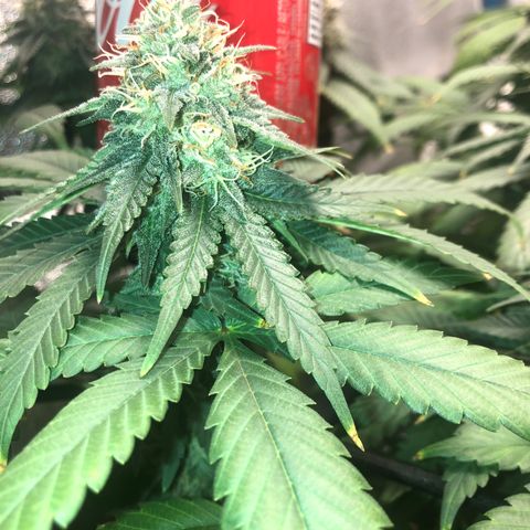 Badazz og and Girl Scout Crack  growlog photo: It looks like my lock has seem to stop and I don’t see any new yellowing and the tops are only showing some small tip burn. I tired taking some pic through my loupe a couple turned out ok trichomes are still clear no amber in site some I’m thinking at least another two week before I get to chop. I’m already excited for my next to runs wish these would finish up in a hurry lol