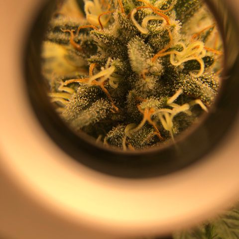Badazz og and Girl Scout Crack  growlog photo: It looks like my lock has seem to stop and I don’t see any new yellowing and the tops are only showing some small tip burn. I tired taking some pic through my loupe a couple turned out ok trichomes are still clear no amber in site some I’m thinking at least another two week before I get to chop. I’m already excited for my next to runs wish these would finish up in a hurry lol