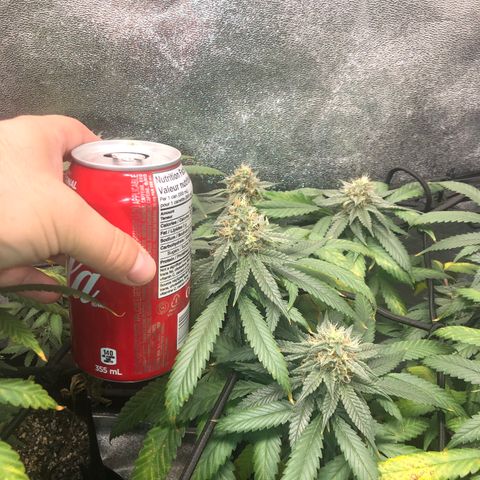 Badazz og and Girl Scout Crack  growlog photo: It looks like my lock has seem to stop and I don’t see any new yellowing and the tops are only showing some small tip burn. I tired taking some pic through my loupe a couple turned out ok trichomes are still clear no amber in site some I’m thinking at least another two week before I get to chop. I’m already excited for my next to runs wish these would finish up in a hurry lol