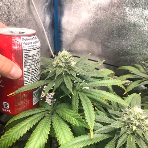 Badazz og and Girl Scout Crack  growlog photo: It looks like my lock has seem to stop and I don’t see any new yellowing and the tops are only showing some small tip burn. I tired taking some pic through my loupe a couple turned out ok trichomes are still clear no amber in site some I’m thinking at least another two week before I get to chop. I’m already excited for my next to runs wish these would finish up in a hurry lol