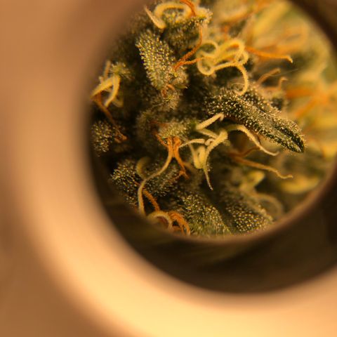 Badazz og and Girl Scout Crack  growlog photo: It looks like my lock has seem to stop and I don’t see any new yellowing and the tops are only showing some small tip burn. I tired taking some pic through my loupe a couple turned out ok trichomes are still clear no amber in site some I’m thinking at least another two week before I get to chop. I’m already excited for my next to runs wish these would finish up in a hurry lol