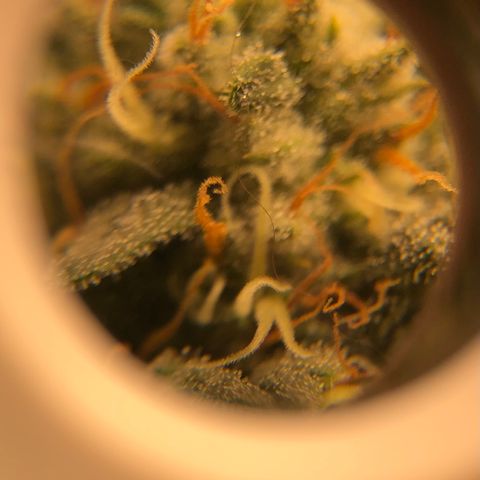 Badazz og and Girl Scout Crack  growlog photo: It looks like my lock has seem to stop and I don’t see any new yellowing and the tops are only showing some small tip burn. I tired taking some pic through my loupe a couple turned out ok trichomes are still clear no amber in site some I’m thinking at least another two week before I get to chop. I’m already excited for my next to runs wish these would finish up in a hurry lol