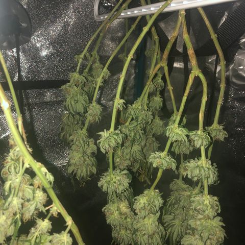 Badazz og and Girl Scout Crack  growlog timeline photo