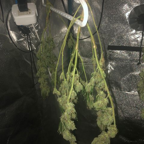 Badazz og and Girl Scout Crack  growlog timeline photo