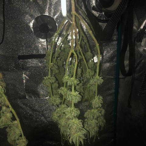 Badazz og and Girl Scout Crack  growlog timeline photo
