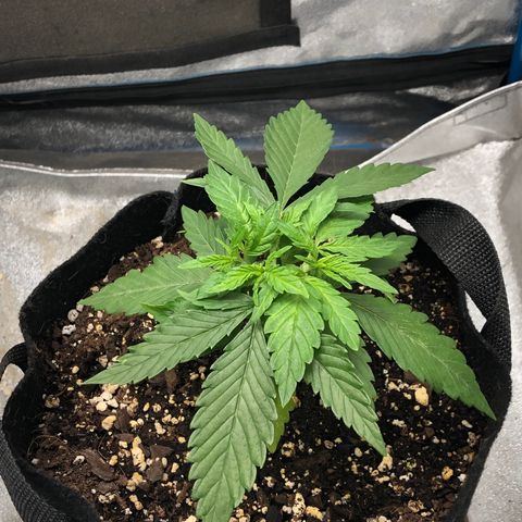 Zkittles growlog timeline photo