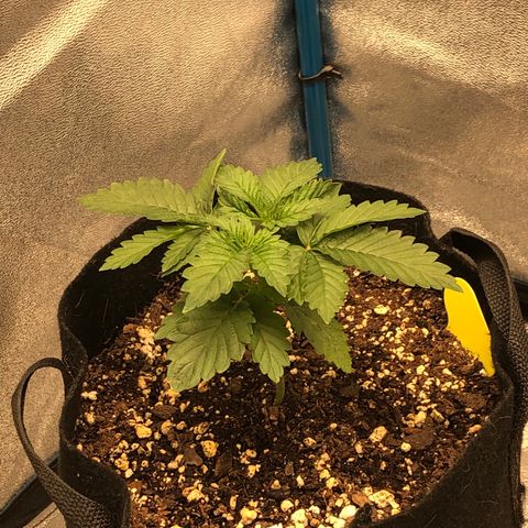 Zkittles growlog timeline photo
