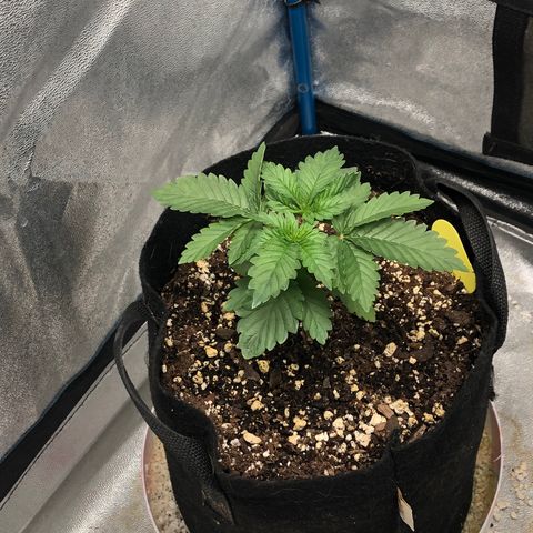 Zkittles growlog timeline photo