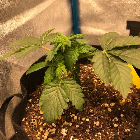 Zkittles growlog timeline photo