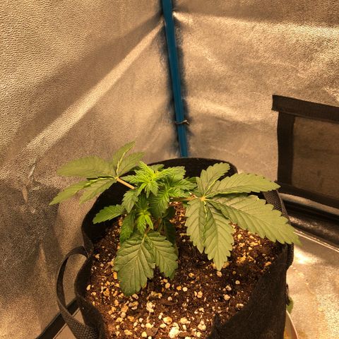 Zkittles growlog timeline photo