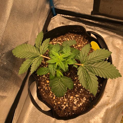 Zkittles growlog timeline photo