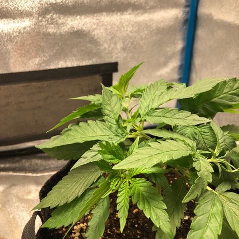 Zkittles growlog timeline photo