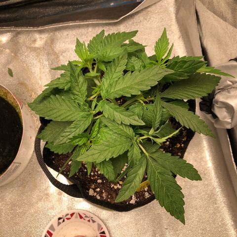 Zkittles growlog timeline photo