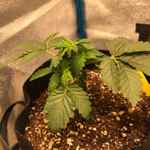 Zkittles growlog timeline photo