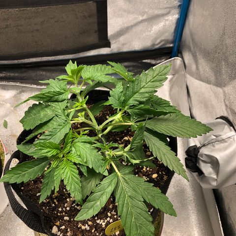 Zkittles growlog timeline photo