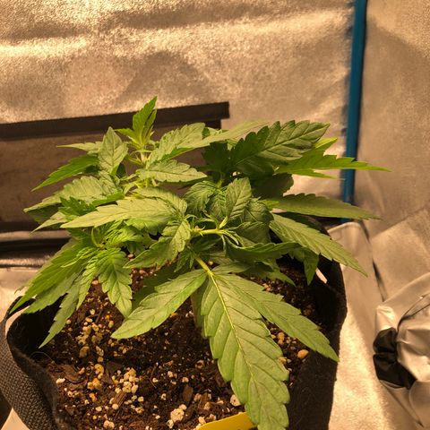 Zkittles growlog timeline photo