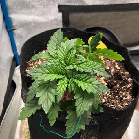 Zkittles growlog timeline photo