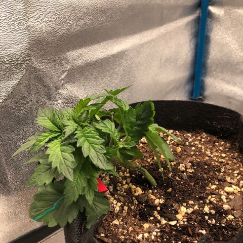 Zkittles growlog timeline photo