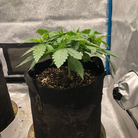 Zkittles growlog timeline photo