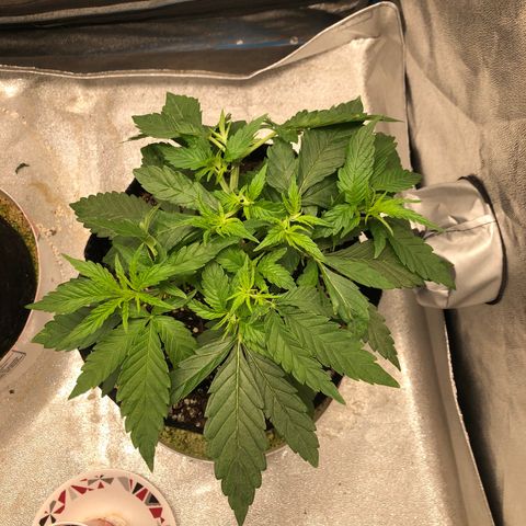 Zkittles growlog timeline photo