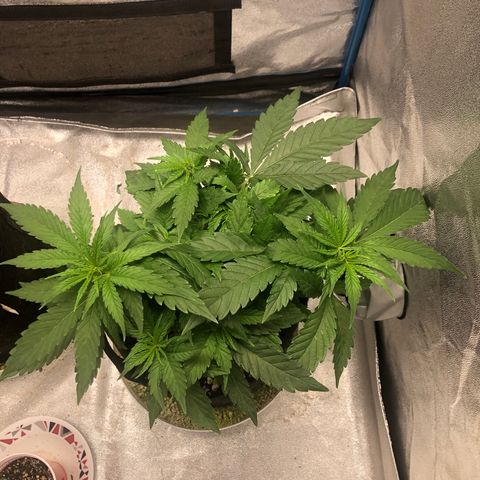 Zkittles growlog timeline photo