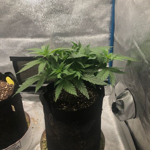 Zkittles growlog timeline photo