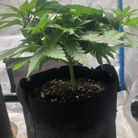 Zkittles growlog timeline photo