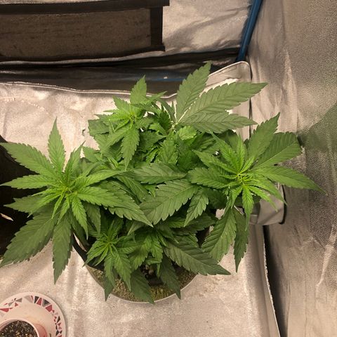 Zkittles growlog timeline photo