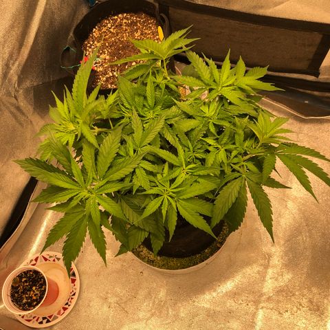 Zkittles growlog timeline photo
