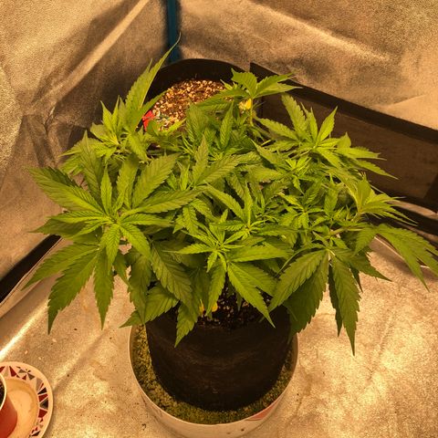 Zkittles growlog timeline photo