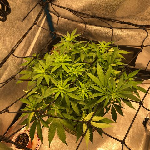 Zkittles growlog timeline photo