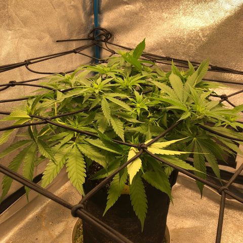 Zkittles growlog timeline photo