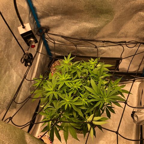 Zkittles growlog timeline photo